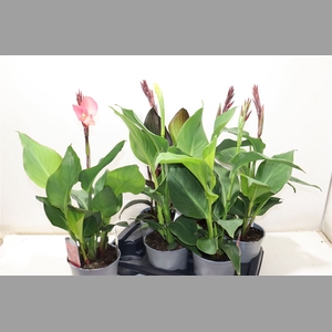 Canna Cannova Gem