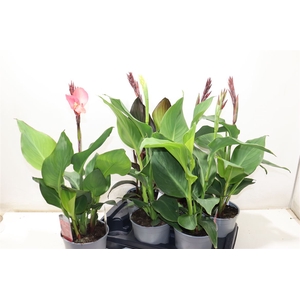 Canna Cannova Gem