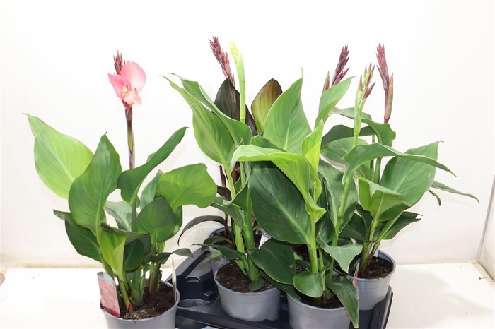 <h4>Canna Cannova Gem</h4>