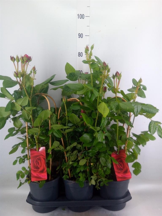 <h4>Rosa   ...</h4>