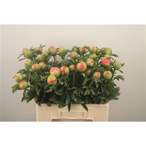 Paeo L Coral Sunset Ex