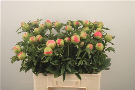 <h4>Paeo L Coral Sunset Ex</h4>