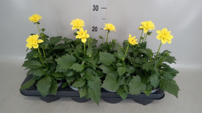 <h4>Dahlia  'Dahlinova Hypnot Yellow'</h4>