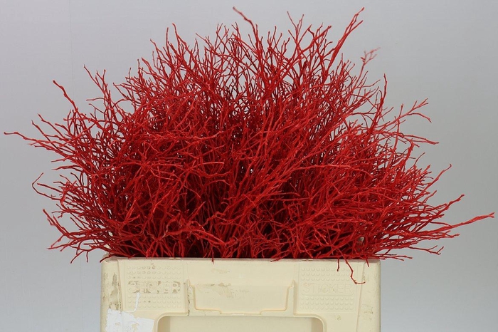 <h4>Vac Huck Red</h4>