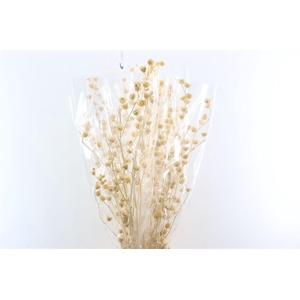 Dried Lavatera White Bunch Slv