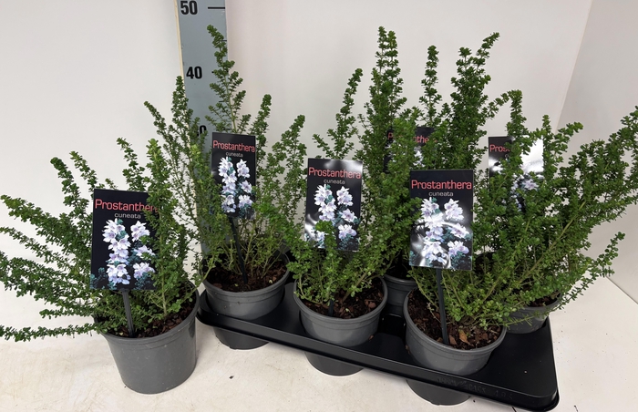 <h4>PROST CUNEATA</h4>