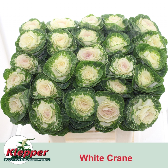 <h4>BRASS WHITE CRANE X25</h4>