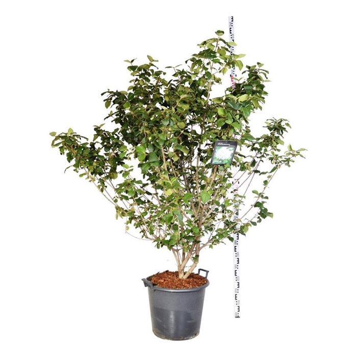 <h4>Viburnum carlcephalum</h4>