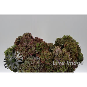 Hydrangea rodeo classic