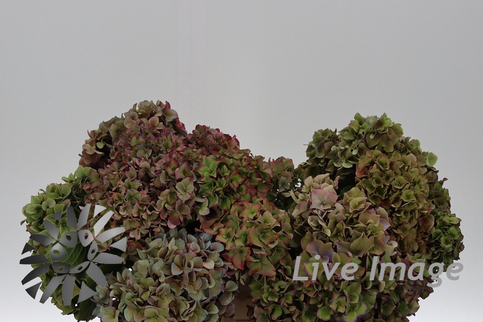 <h4>Hydrangea rodeo classic</h4>