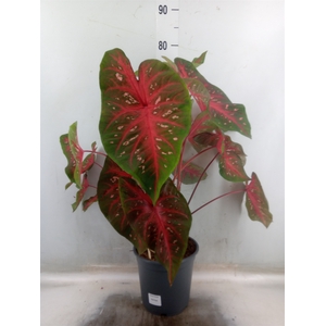 Caladium   ...