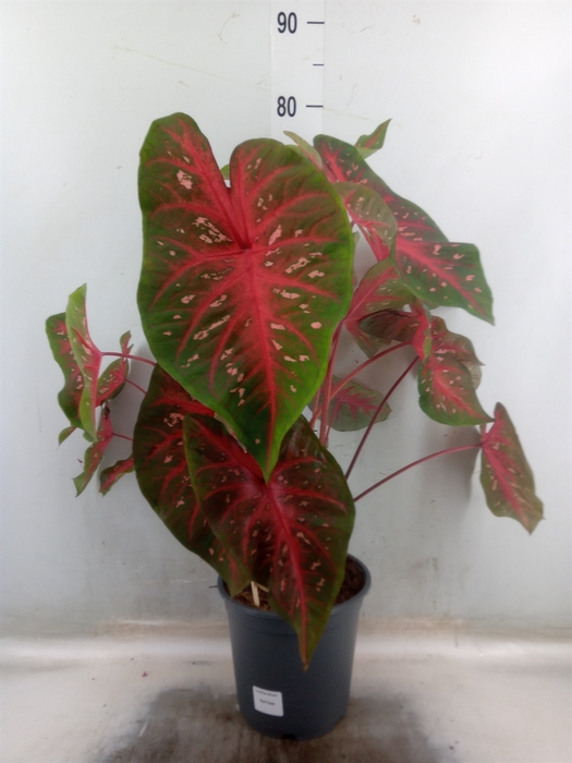 <h4>Caladium   ...</h4>