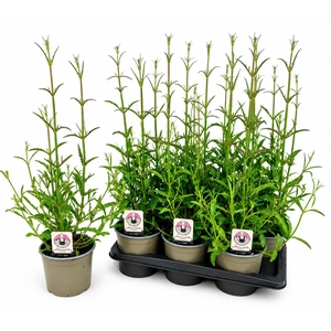 VERBE BONARIENSIS