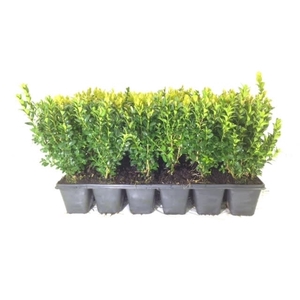 Buxus sempervirens kweektray 8,5 cm