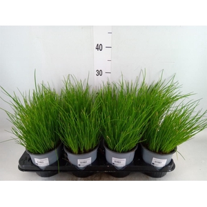 Allium schoenoprasum