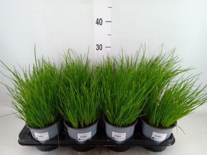 <h4>Allium schoenoprasum</h4>