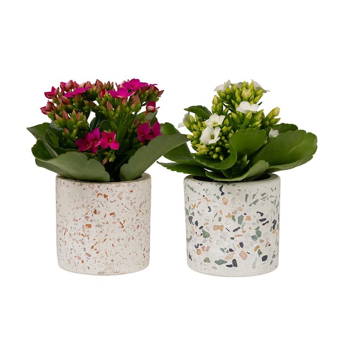 KALANCHOE BLOSSF P6  BLISSFUL