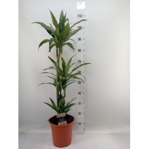 Dracaena fr de 'Warneckei'