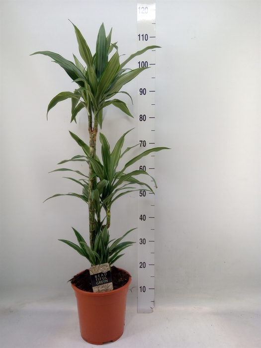 <h4>Dracaena fr de 'Warneckei'</h4>