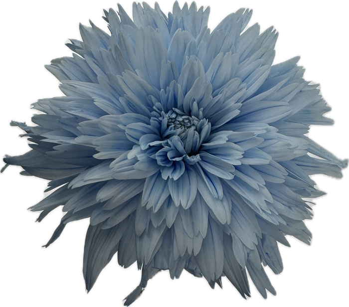<h4>CHR G SPIDER DELFT BLUE</h4>