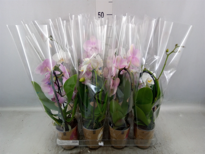 <h4>Phalaenopsis  'Elegant Cascade'</h4>