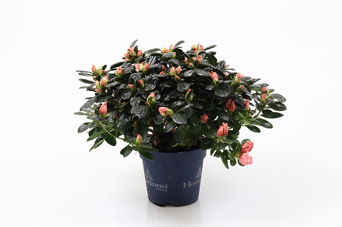 <h4>RHODODENDRON SIMSII P12</h4>