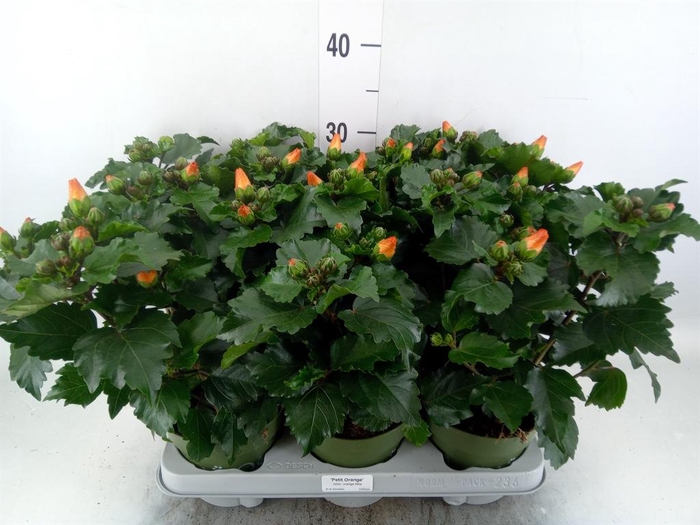 <h4>Hibiscus rosa-sin.   ...</h4>
