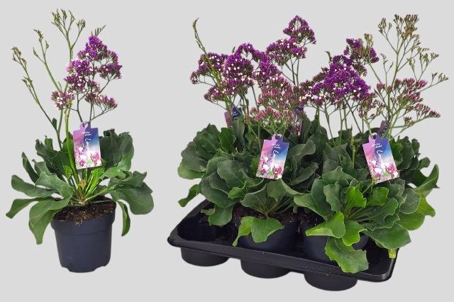 <h4>LIMO SALT LAKE</h4>