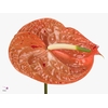 Anthurium Sparkle