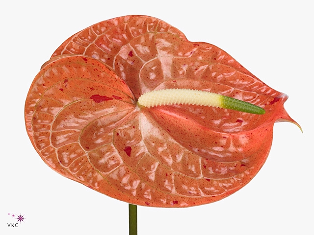 Anthurium Sparkle