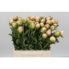 Paeonia In Full Sail