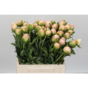 Paeonia In Full Sail