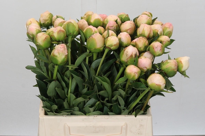 Paeonia In Full Sail