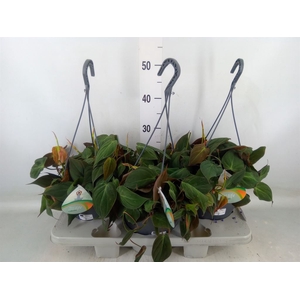 Philodendron scandens subsp. micans