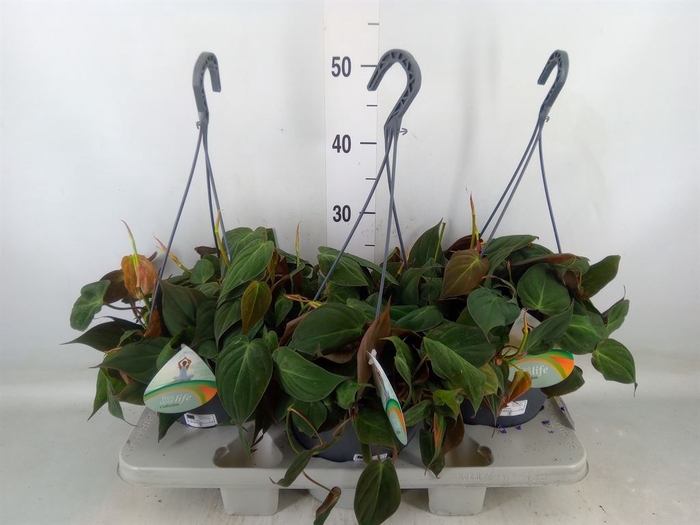 <h4>Philodendron scandens subsp. micans</h4>