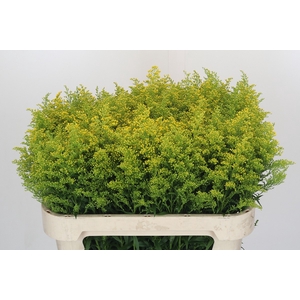Solidago Tara Gold