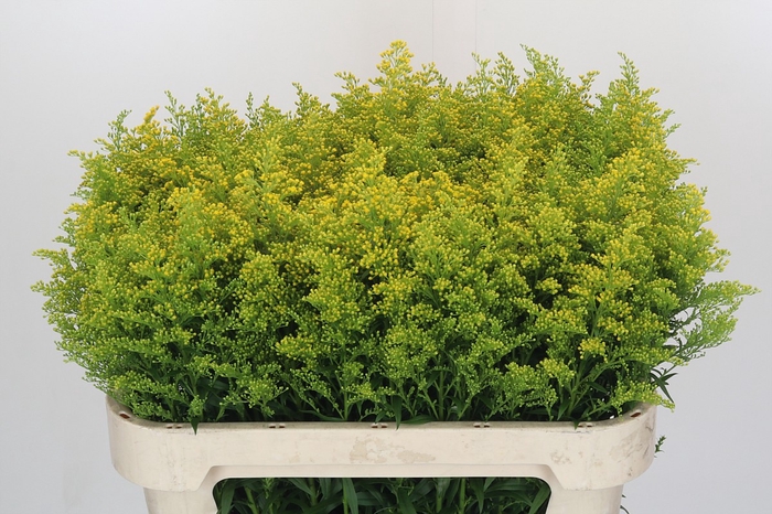 <h4>Solidago Tara Gold</h4>