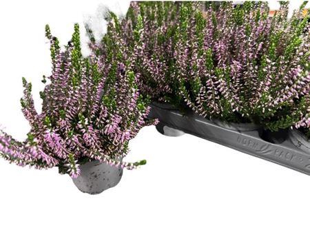 <h4>Callu Marlies</h4>