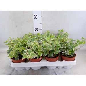 Hedera helix 'Eva'