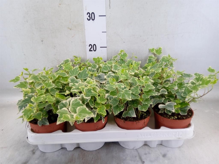 <h4>Hedera helix 'Eva'</h4>