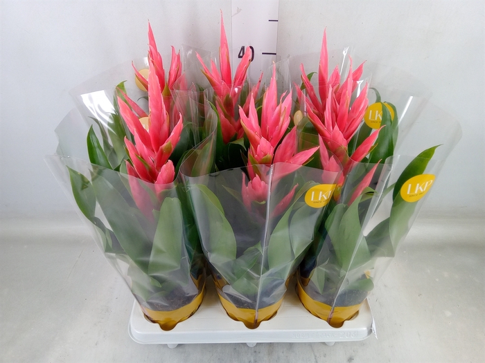 <h4>Tillandsia  'Ziva'</h4>