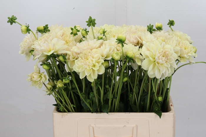 <h4>Dahlia Champagne</h4>