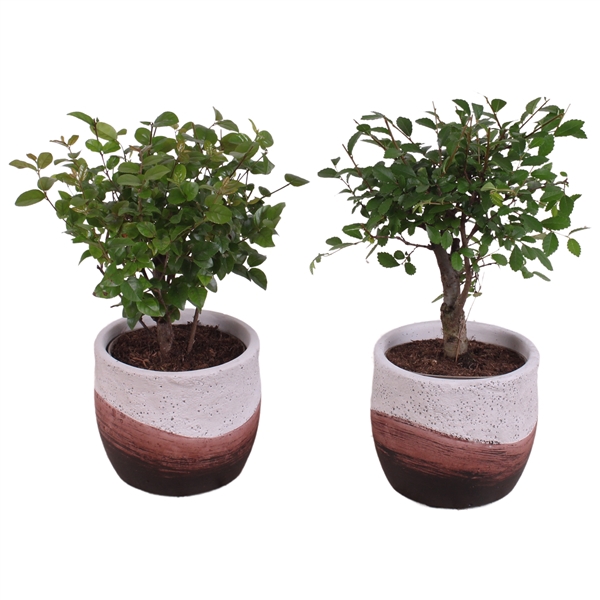 <h4>Bonsai Indoor Mix Ø 9cm Ball Shape in Ø11cm Ceramic NT466</h4>