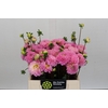 Dahlia Wizard of Oz
