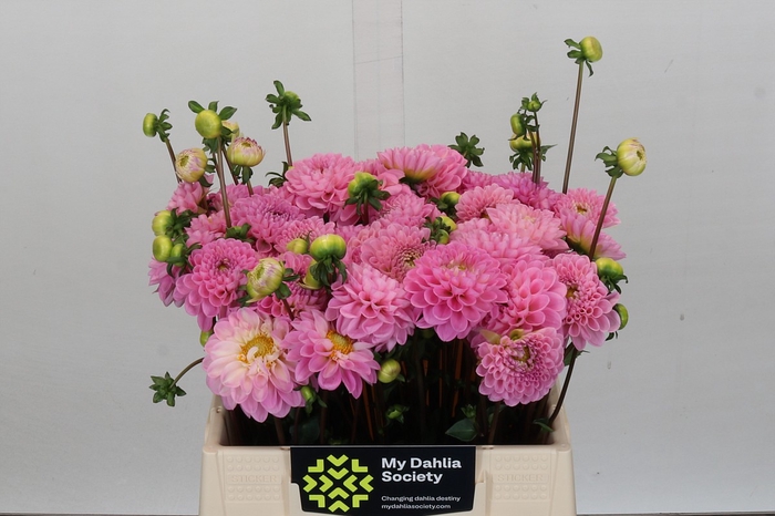 <h4>Dahlia Wizard of Oz</h4>