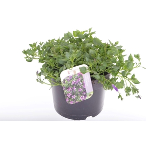 Campanula portenschlagiana