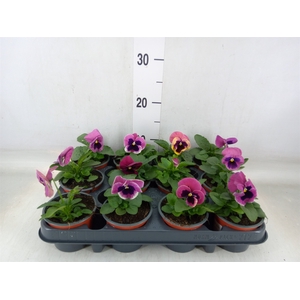 Viola wr. 'Delta Rose Surprise'