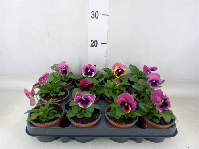 <h4>Viola wr. 'Delta Rose Surprise'</h4>