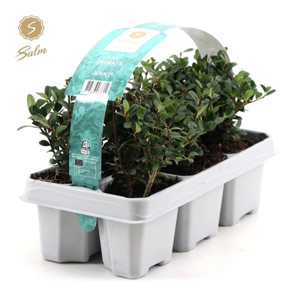 <h4>Ilex crenata 'Jenny'® 6-Pack</h4>