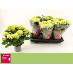 .Hydrangea macrophylla wudu